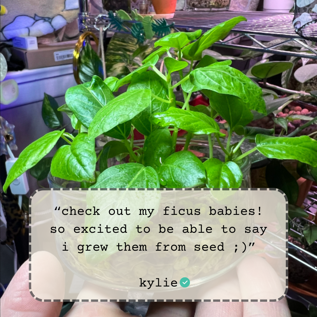 Ficus 'Fig Tree' Seeds