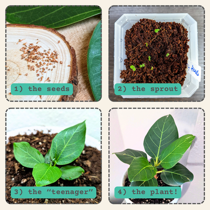 Ficus 'Fig Tree' Seeds