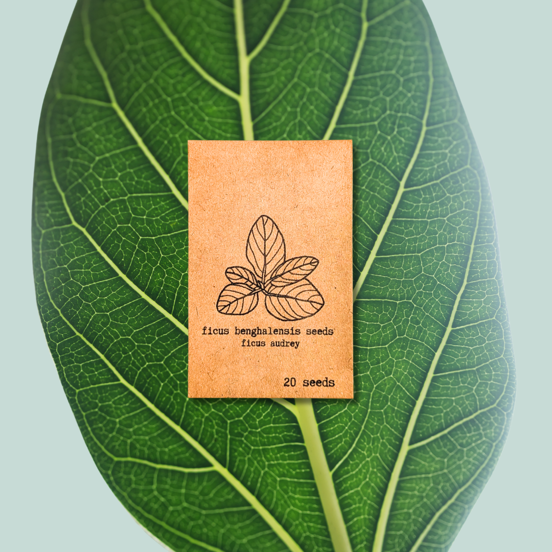 Ficus 'Fig Tree' Seeds