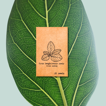 Ficus 'Fig Tree' Seeds