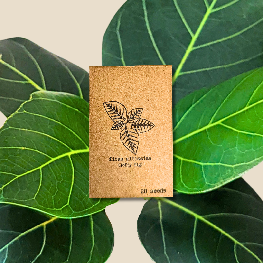 Ficus 'Fig Tree' Seeds