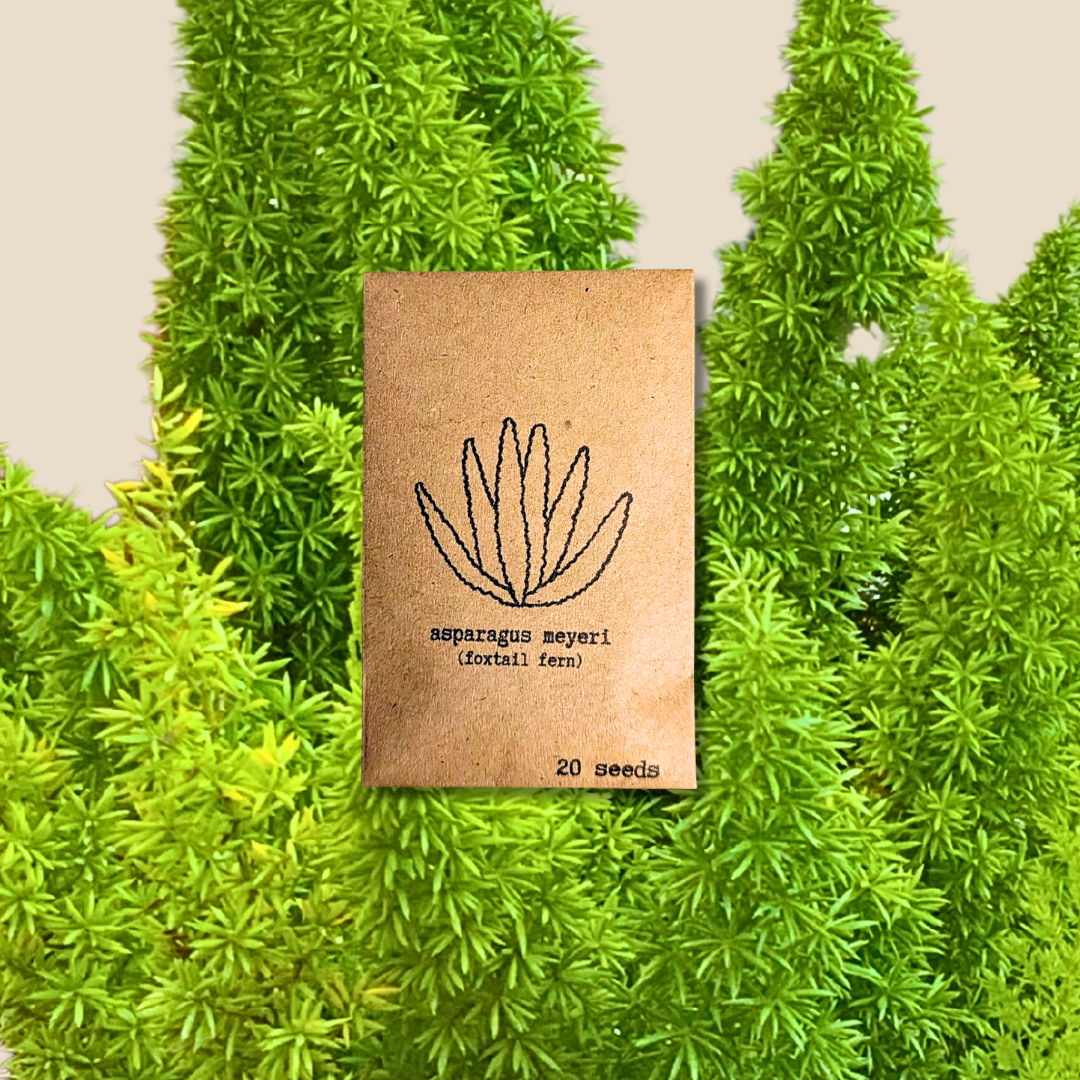 Asparagus Meyeri 'Foxtail Fern' Seeds