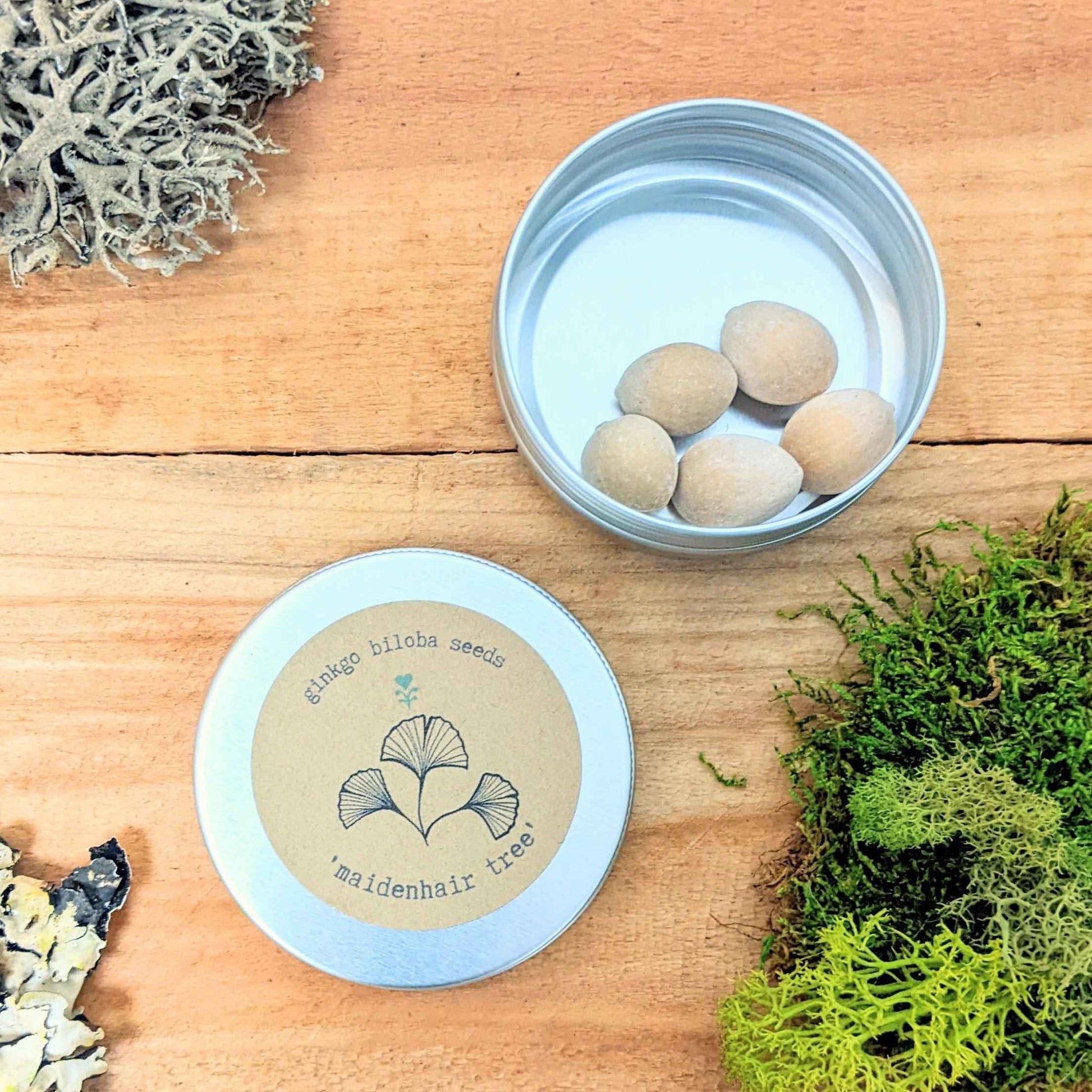 Tin of ginkgo biloba seeds with several pale tan seeds visible