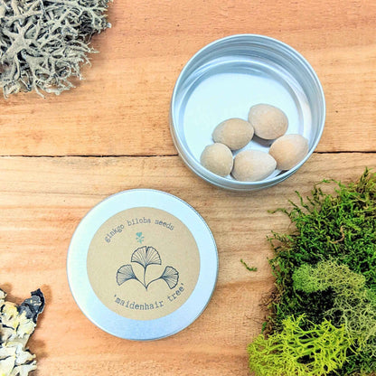 Tin of ginkgo biloba seeds with several pale tan seeds visible