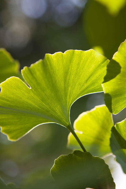 Ginkgo biloba leaf with bright green fan-shaped leaves in close view