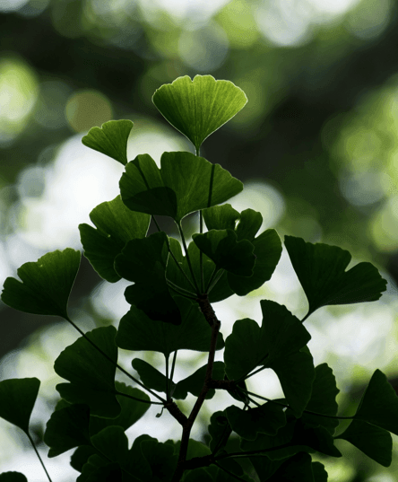 Ginkgo biloba foliage with dark ginkgo leaves against soft light