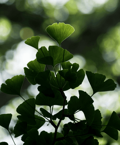 Ginkgo biloba foliage with dark ginkgo leaves against soft light