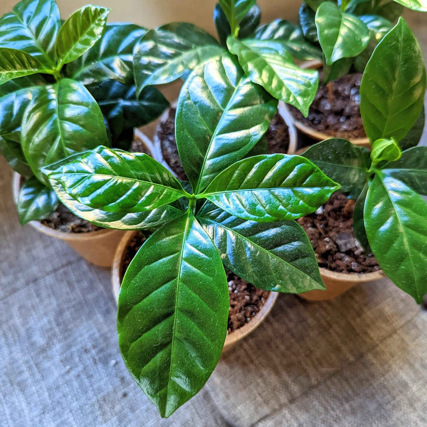 Coffee plant seedlings in small pots, glossy green leaves