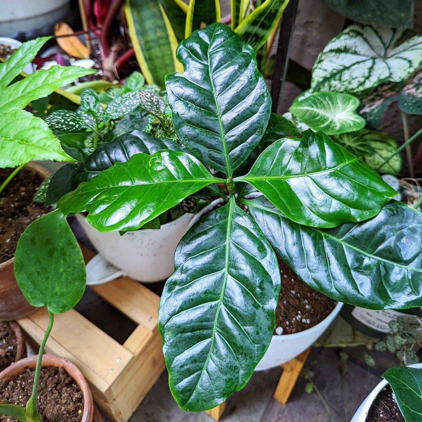 Potted coffee plant with dark green, glossy leaves