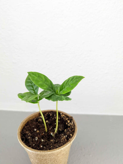 Young coffee plant sprout with two green leaves in a pot