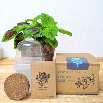 Coleus seed kit with clear dome, seed packet, soil disk, and leafy coleus plant