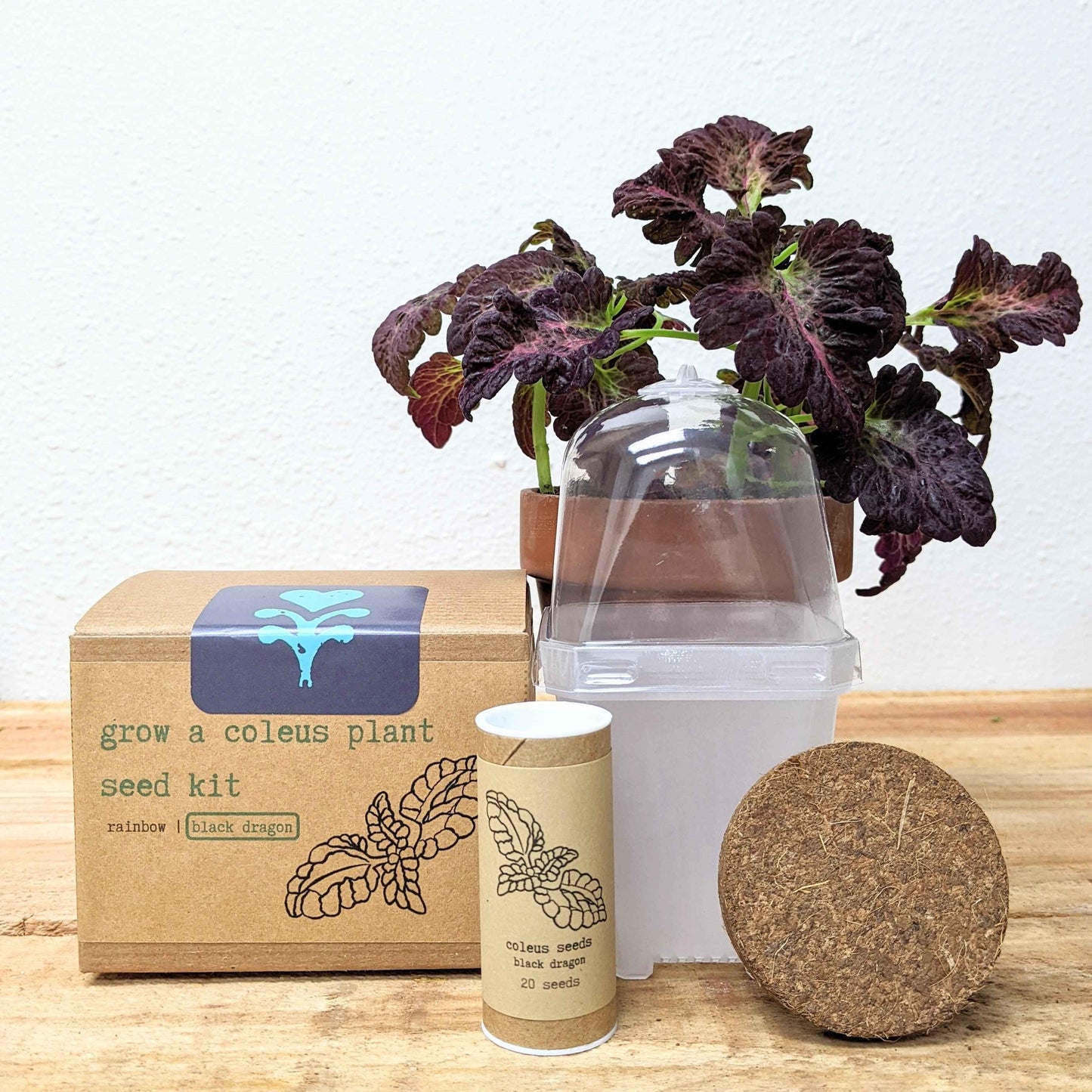 Coleus seed kit with dark purple coleus leaves, clear dome, seed canister, and soil disk