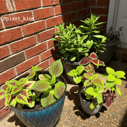 Colorful coleus seedlings in black pots, green and burgundy leaves