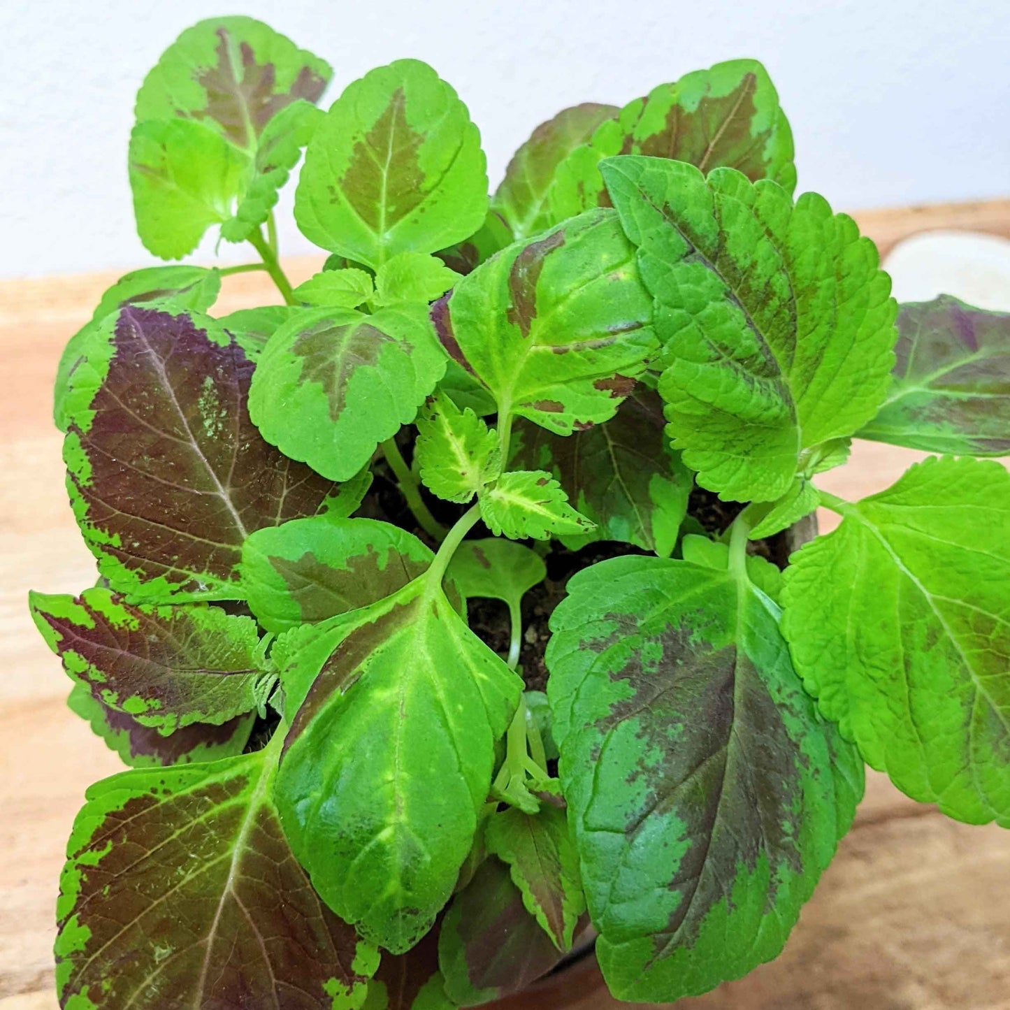 Green and deep purple coleus leaves cluster on seedlings in a pot