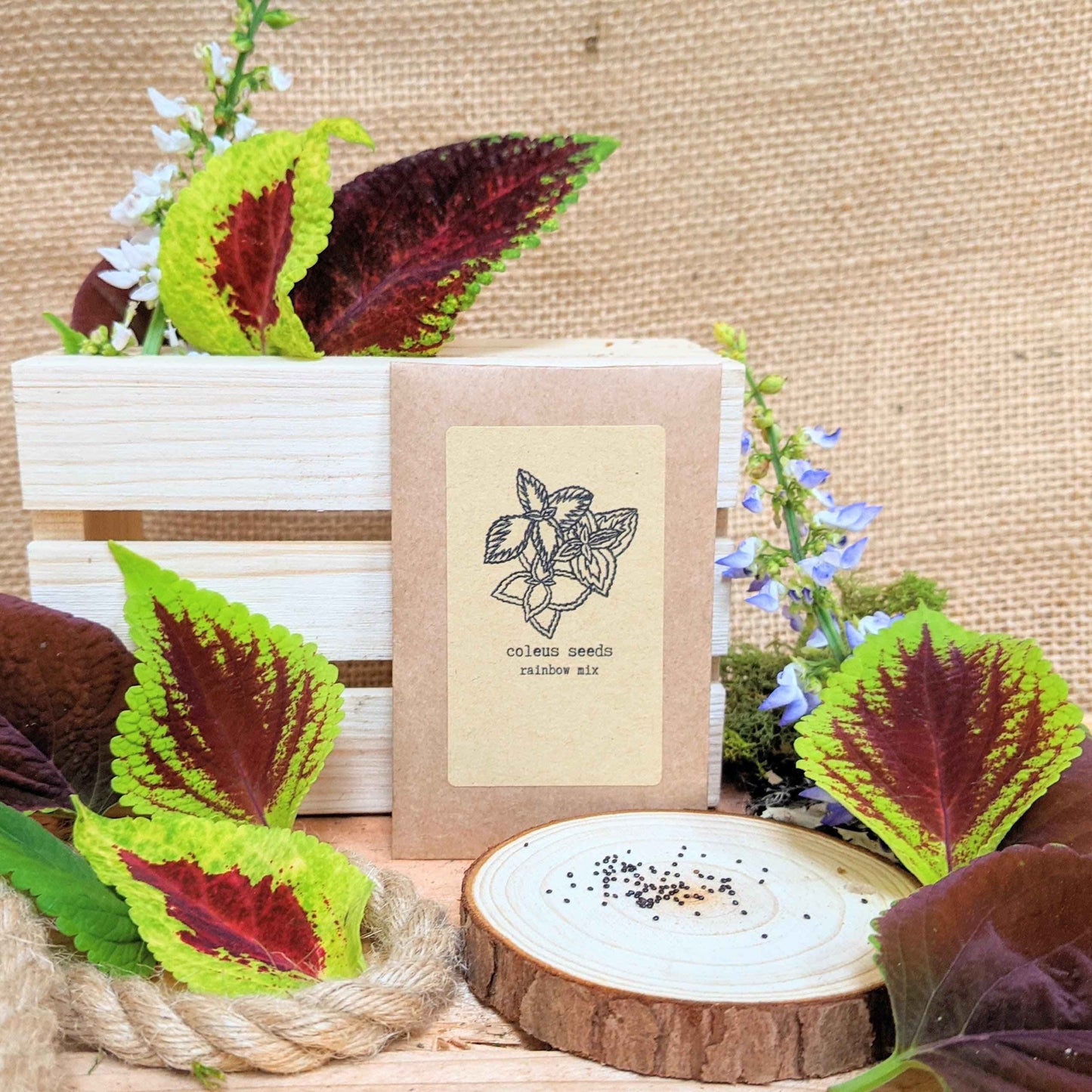 Coleus seed kit with seed packet, soil disk, and leafy coleus plants in tray