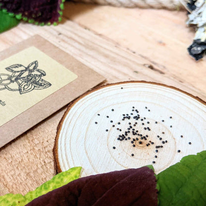 Coleus seed kit seed cluster on round cut wood coaster with scattered seeds