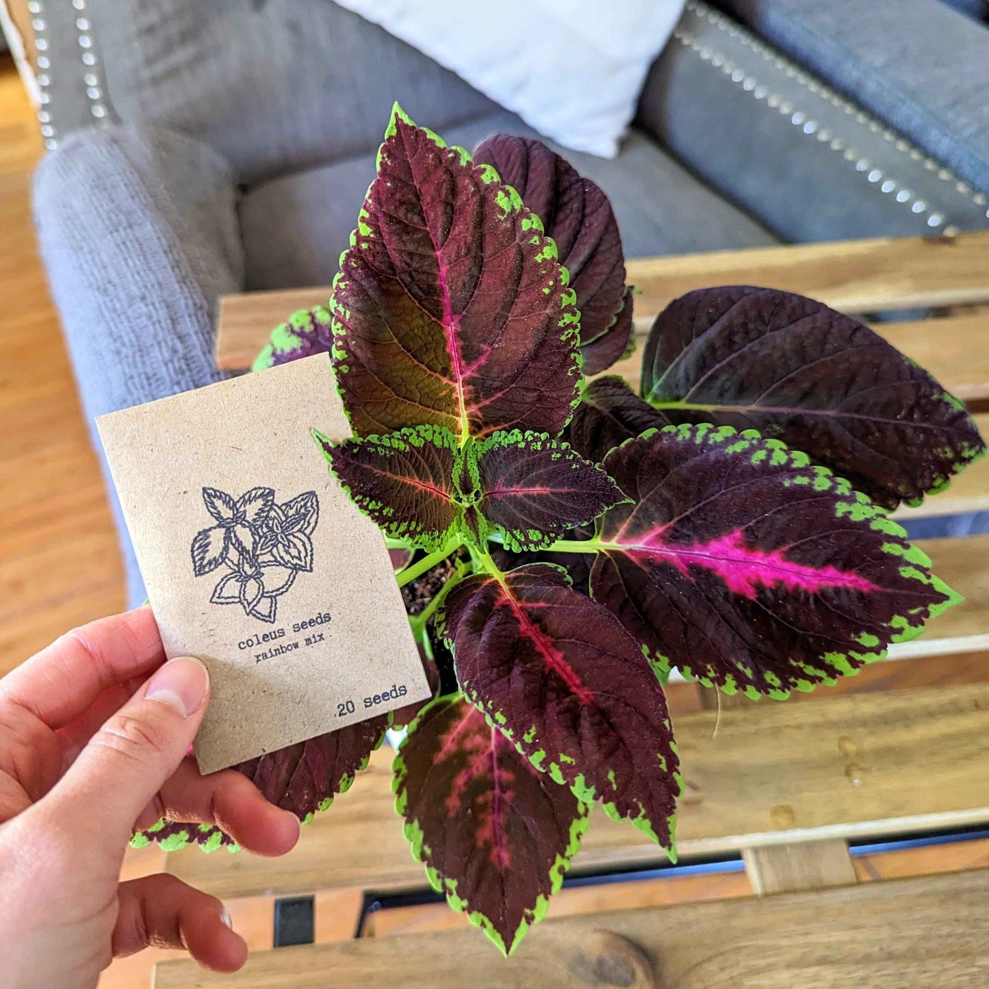 Coleus plant with variegated leaves and a seed packet held up for showing