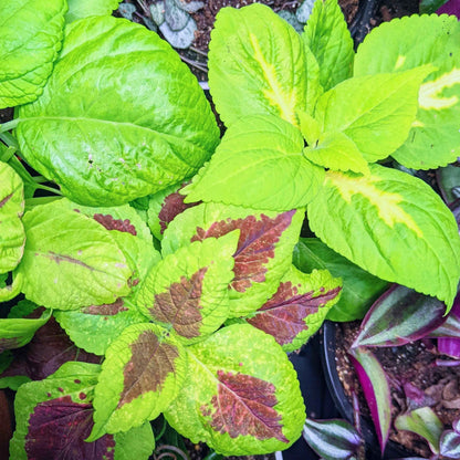 Coleus plant leaves with bright green centers and dark red-purple edges