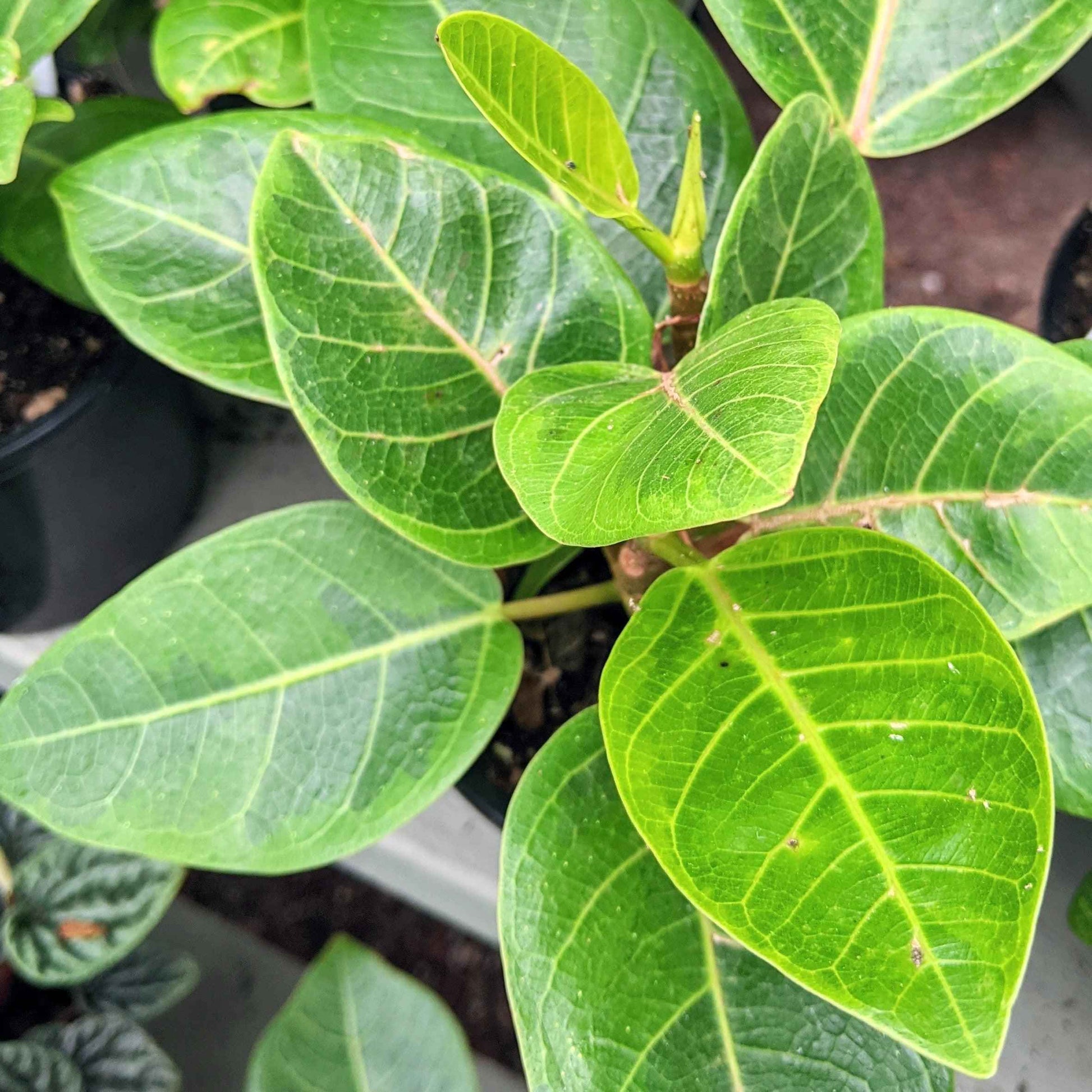 Ficus altissima plant with glossy green leaves and visible leaf veins