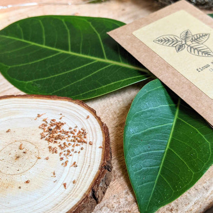 Ficus altissima seeds on a cut wood slice with green leaves nearby