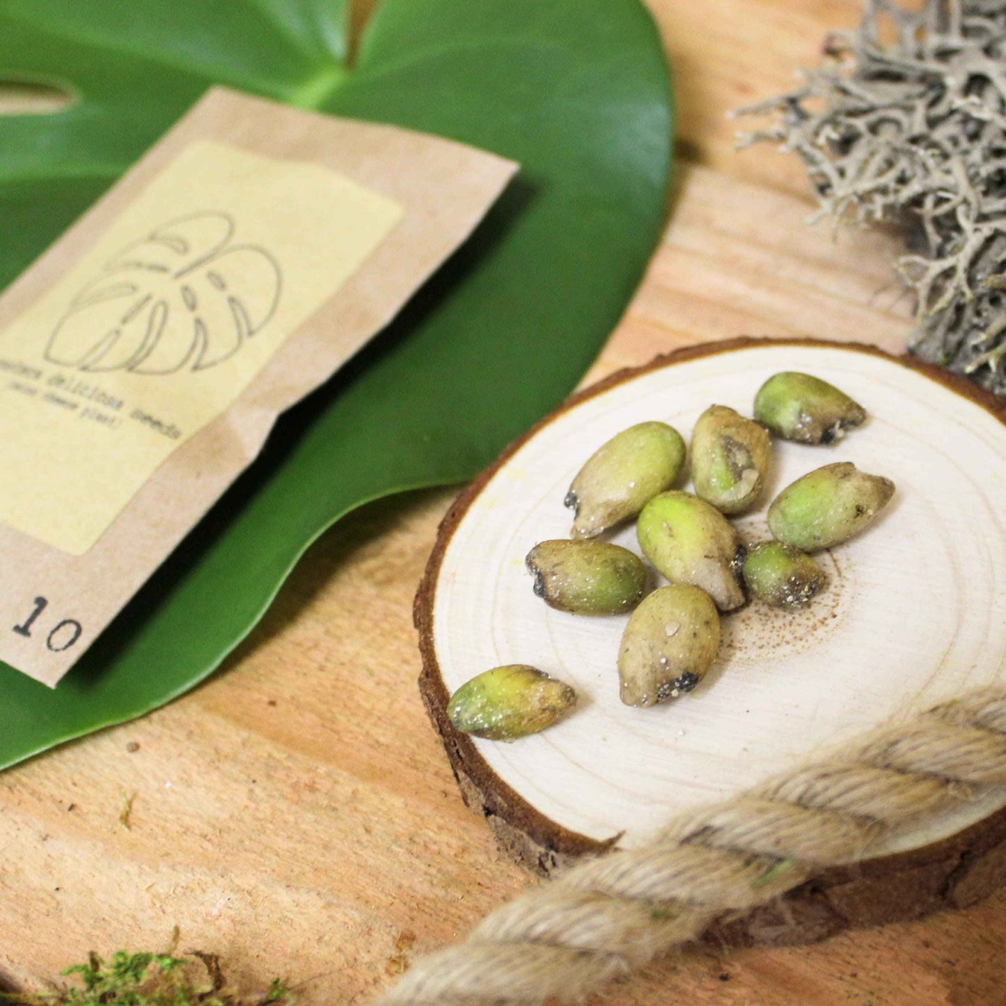 Monstera deliciosa seeds in a dish near seed packet and planting guide