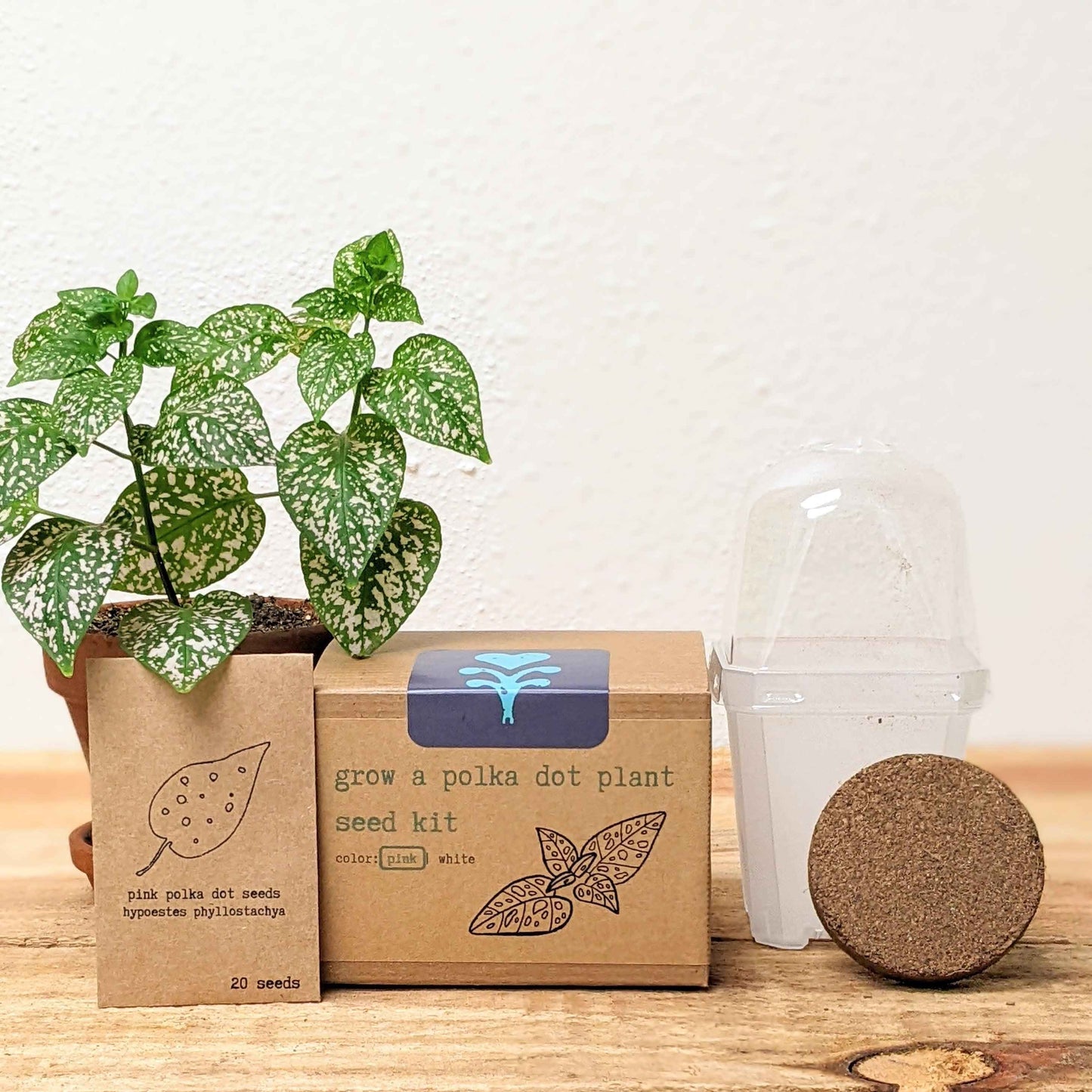 Grow a Polka Dot Seed Kit box with pink/white seed color label and seed container