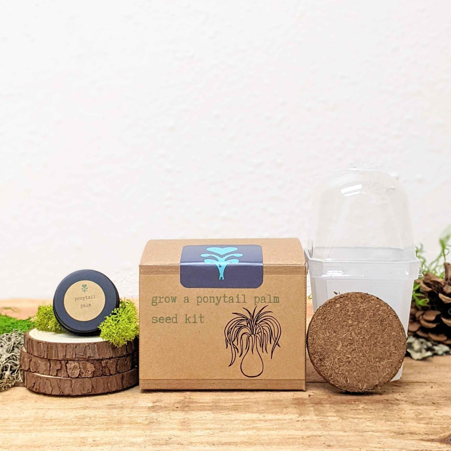 Ponytail palm seed kit box with clear container and round coir pellet