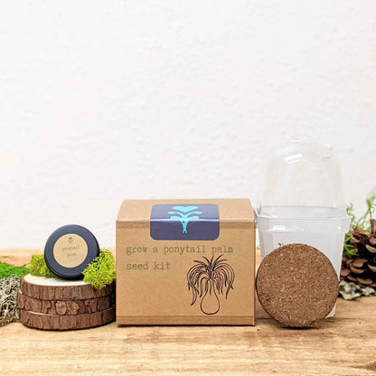 Ponytail palm seed kit box with clear container and round coir pellet