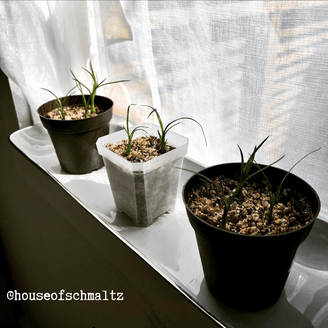 Ponytail palm seedlings sprouting in small pots with soil