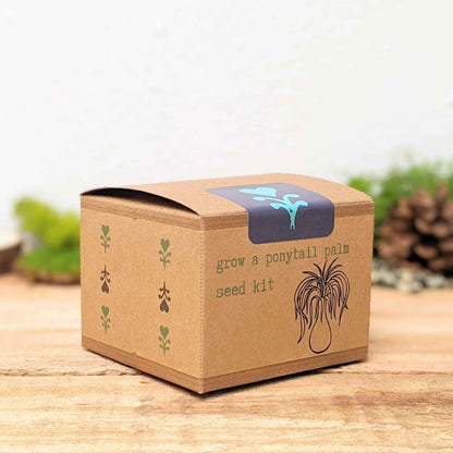 Grow a ponytail palm seed kit cardboard box with blue seed graphic