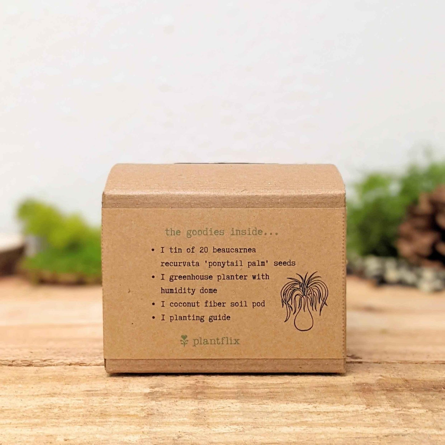 Plantflix ponytail palm seed kit box back panel with contents list