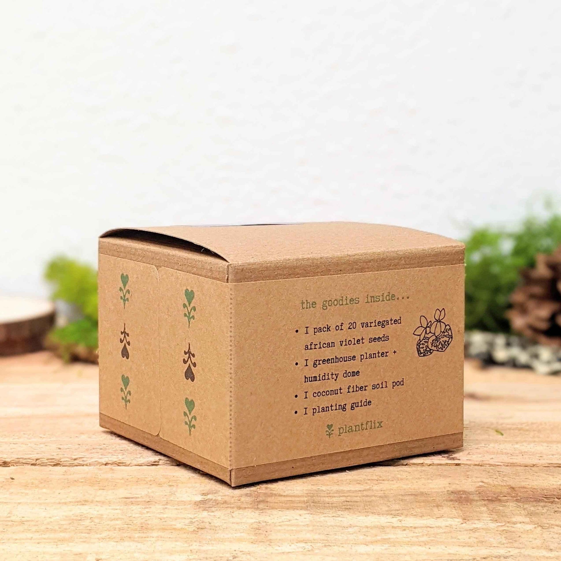 Grow an African Violet seed kit box back panel with variegated seeds and planting guide