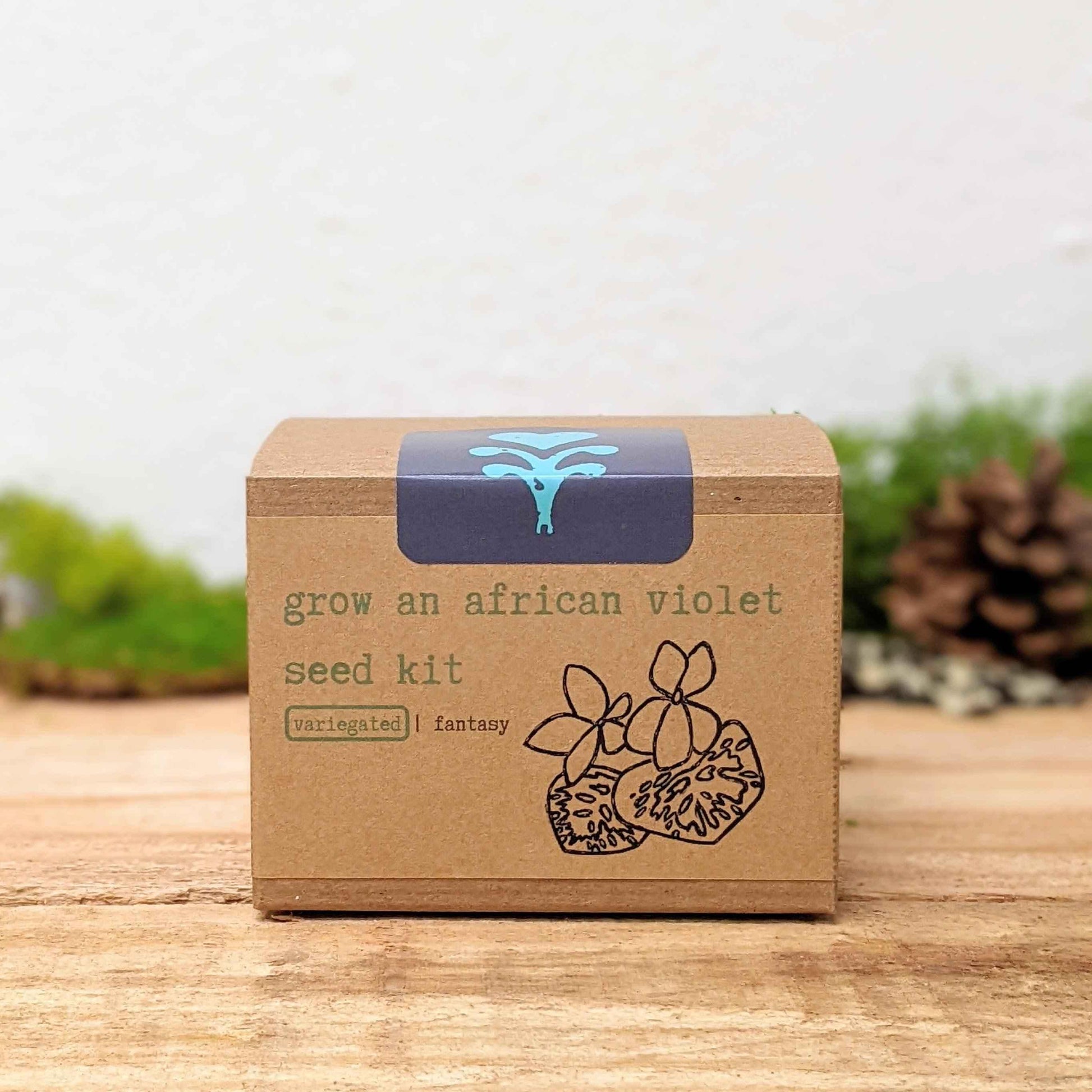 Grow an African Violet seed kit box with variegated | fantasy type label