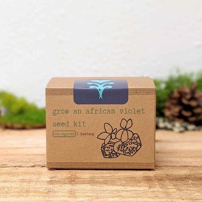Grow an African Violet seed kit box with variegated | fantasy type label