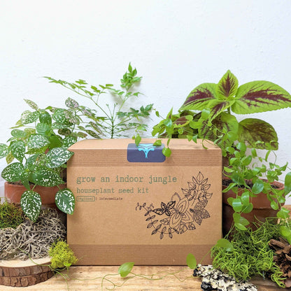 Indoor jungle houseplant seed kit box with leafy houseplants around it