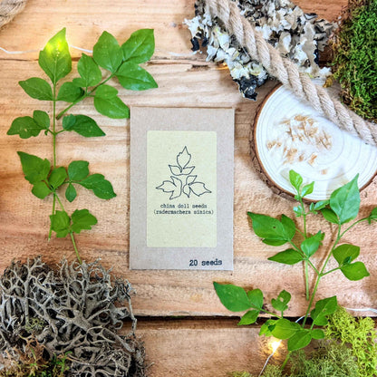 China doll seed packet with leaf illustration, “20 seeds” label