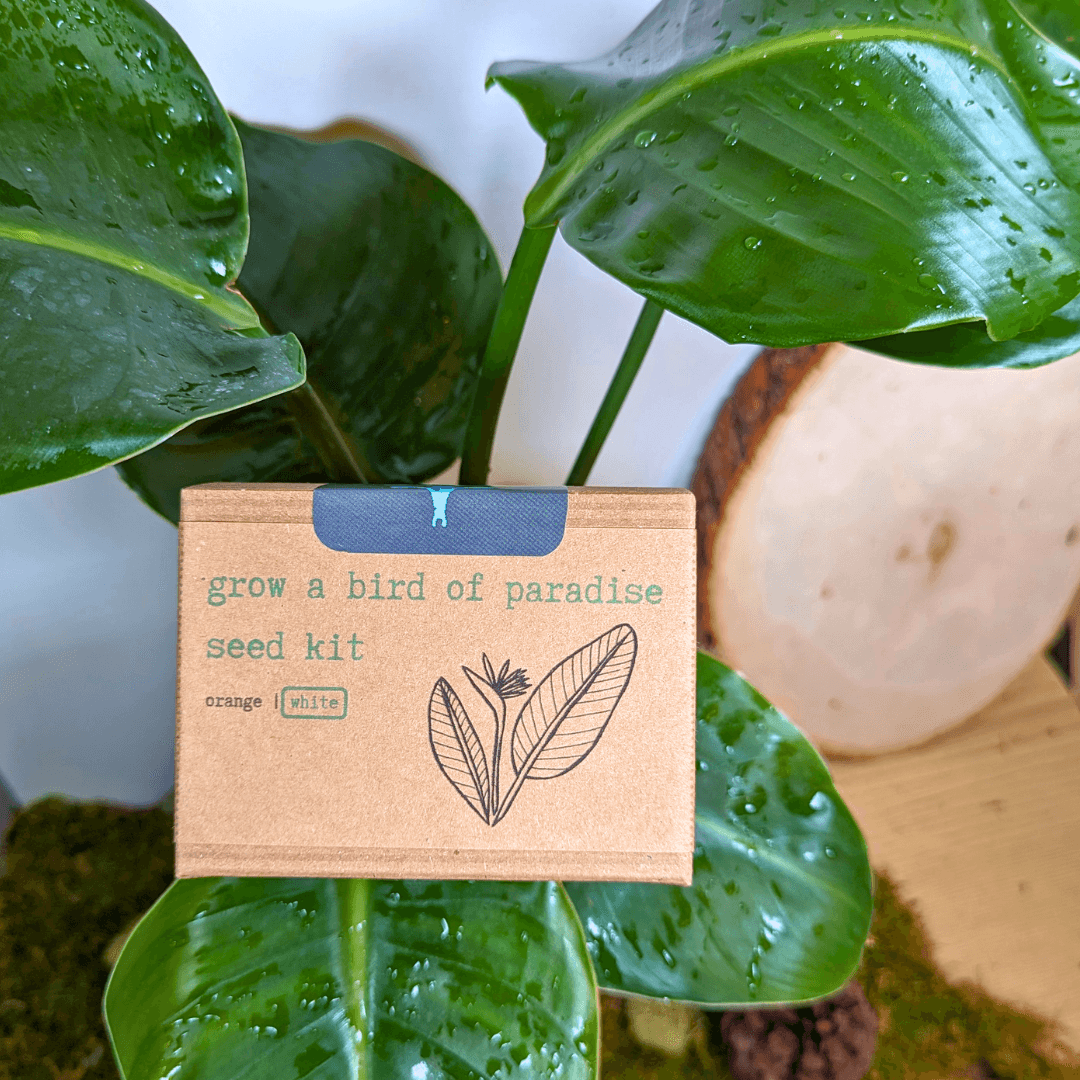Bird of paradise seed kit packet in front of green leaves; orange and white options