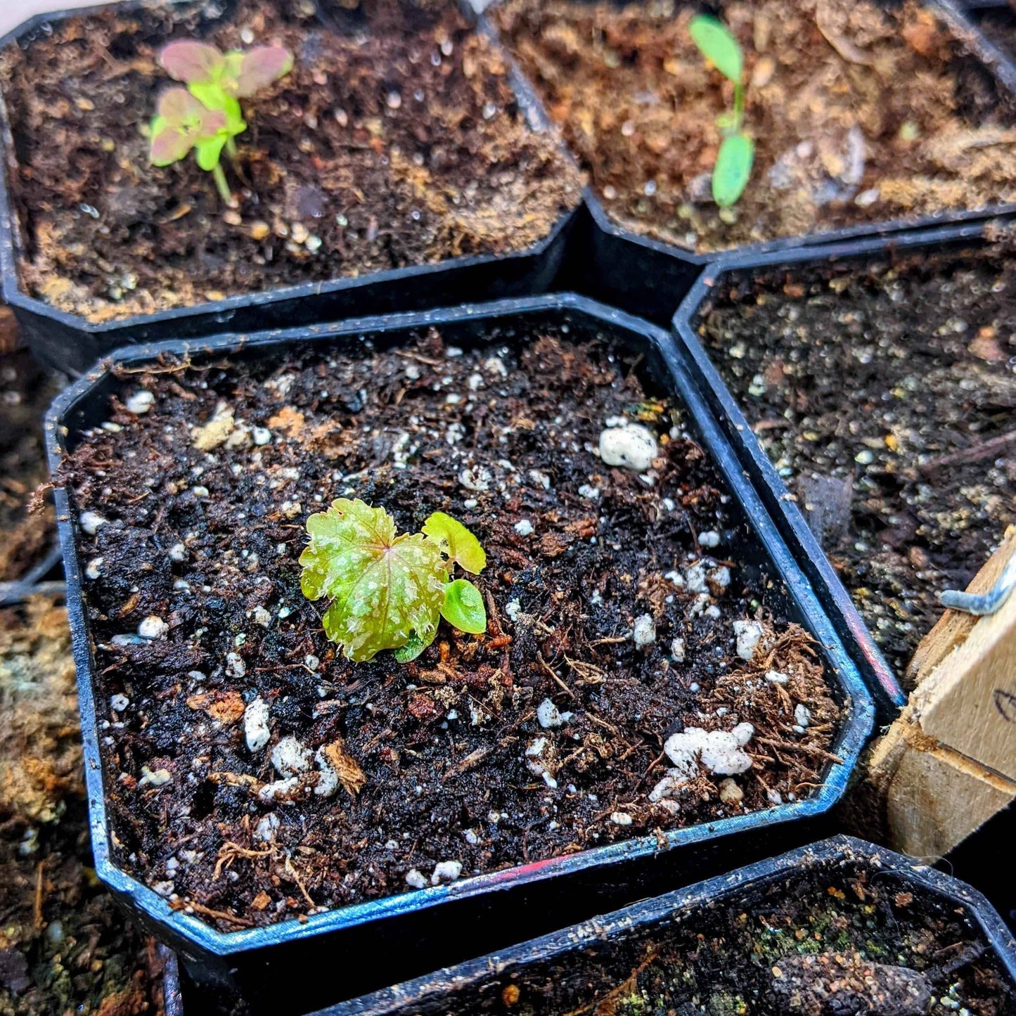 Young begonia seedlings in a blue tray with dark potting soil