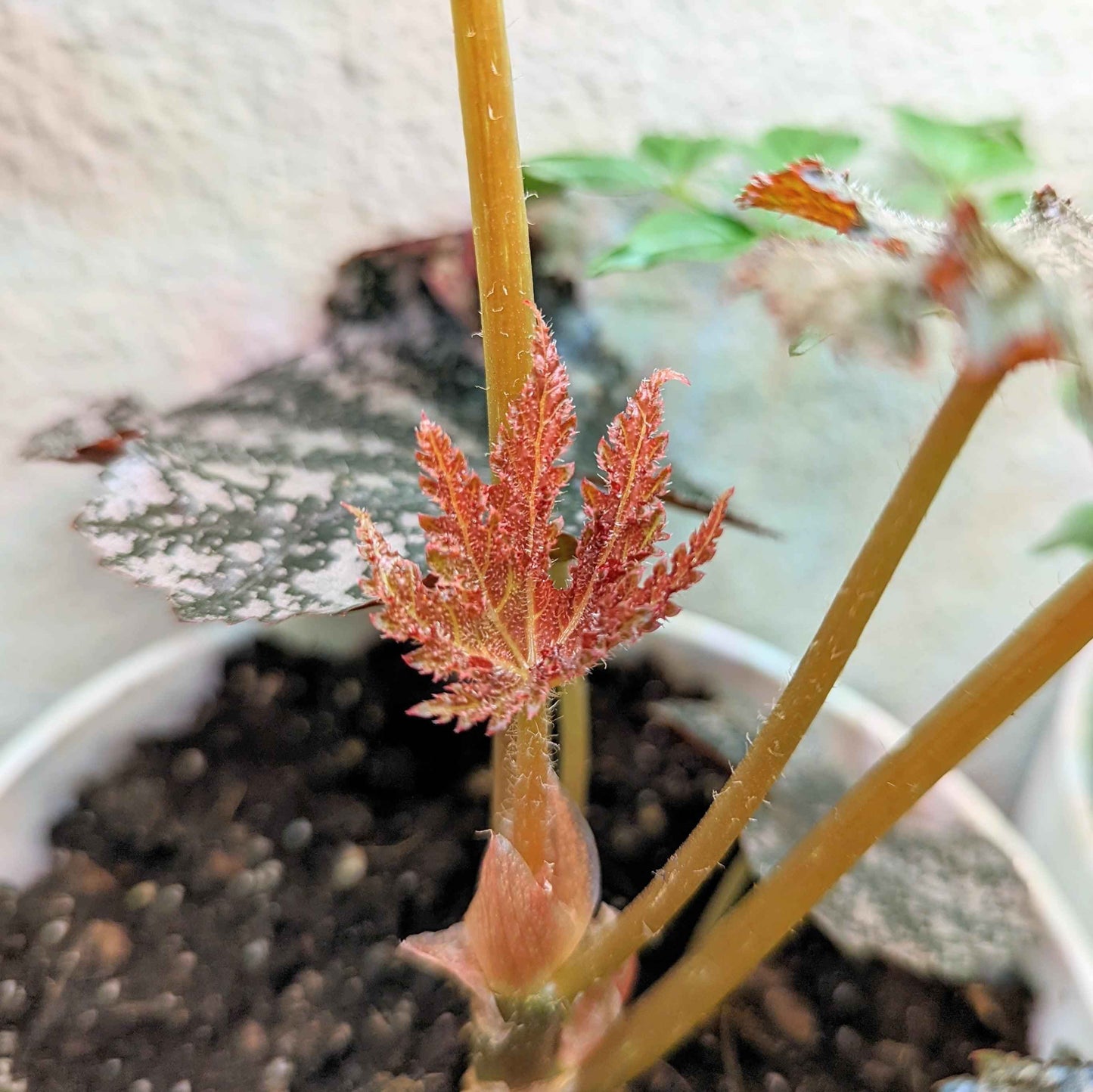 Begonia sprout emerging from soil with reddish new leaves