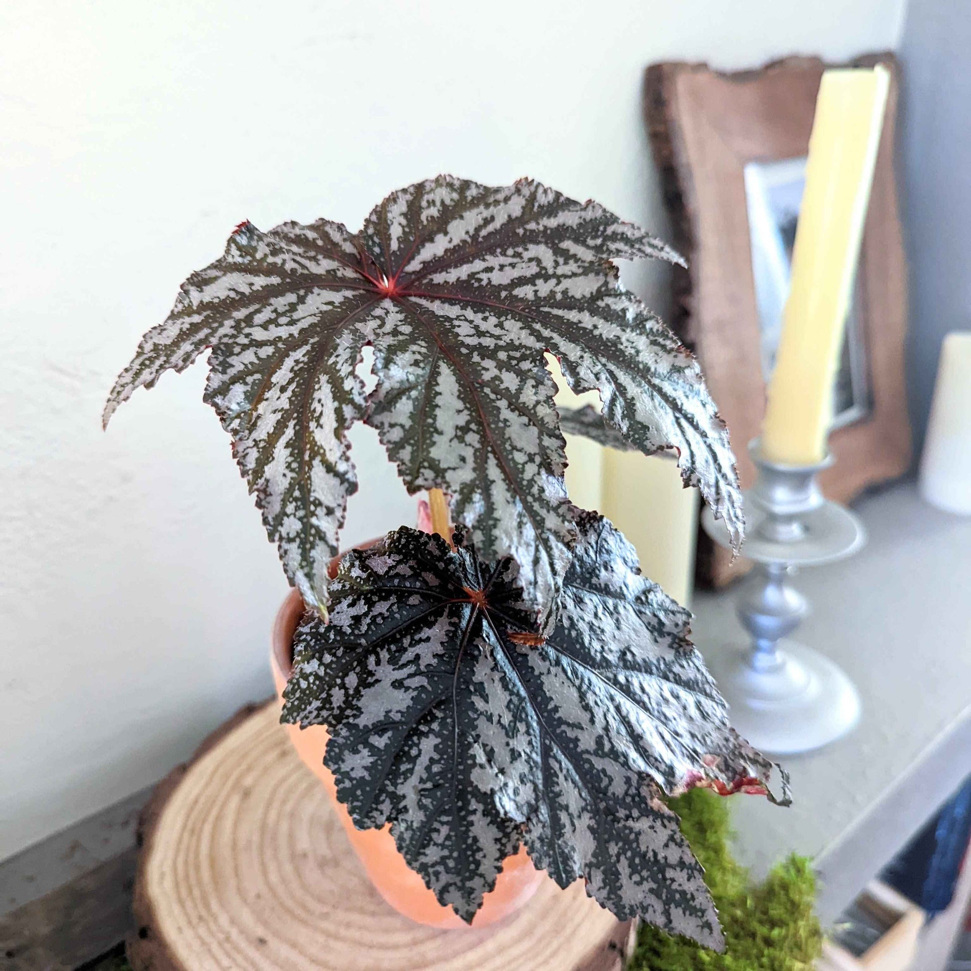 Gryphon begonia plant leaves with speckled silver pattern