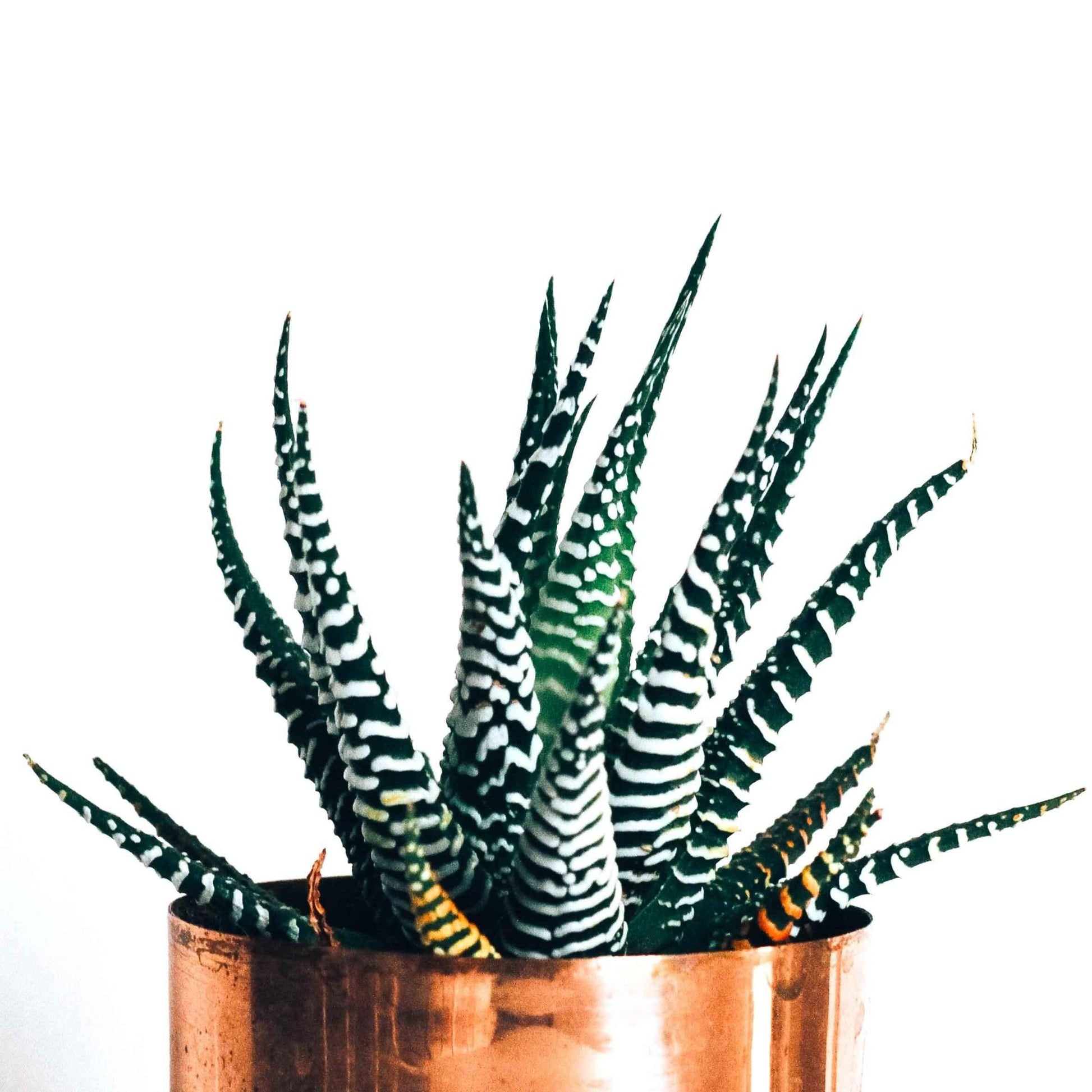 Striped Haworthia plant in copper pot, spiky green leaves with white bands