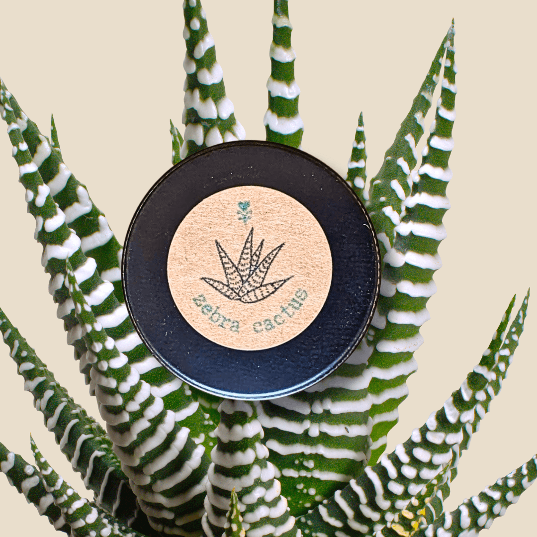 Haworthia seeds tin with round label and striped succulent leaves