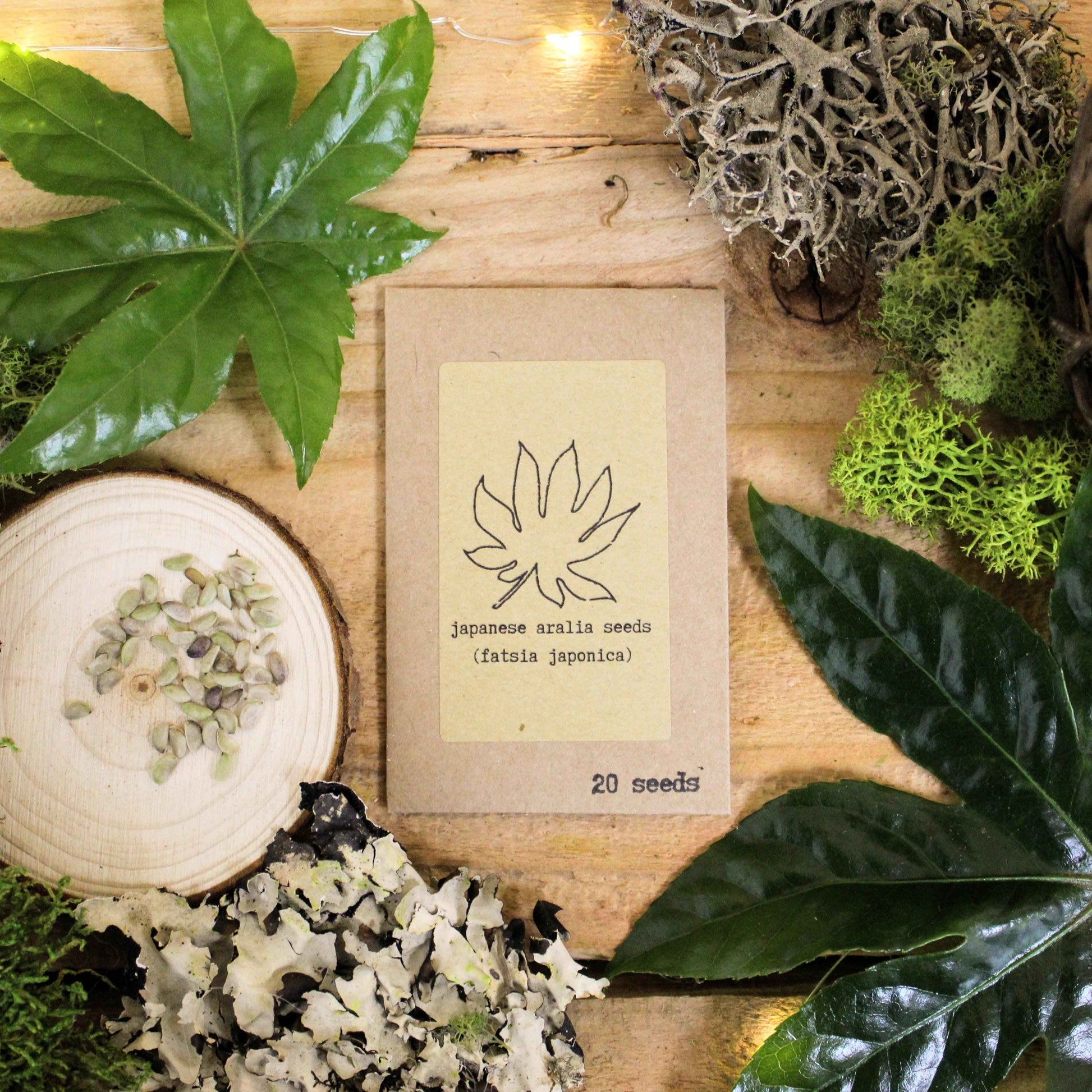 Japanese aralia seed packet with green leaves and a round wood slice of seeds
