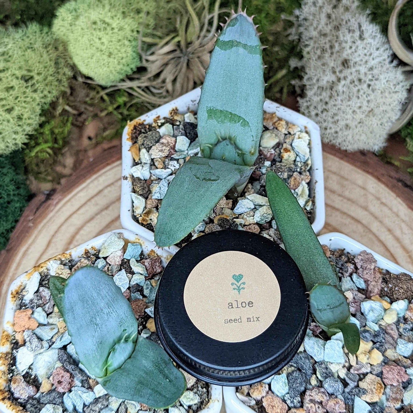Aloe seed mix tin with succulent leaves in a small planter