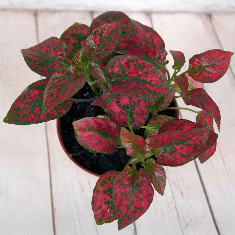 Hypoestes 'Polka Dot Plant' leaves in dark green with pink/red speckles