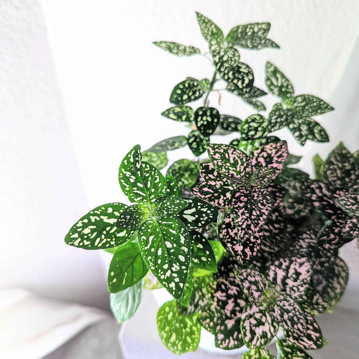 Hypoestes 'Polka Dot Plant' leaves with green texture and pink speckling