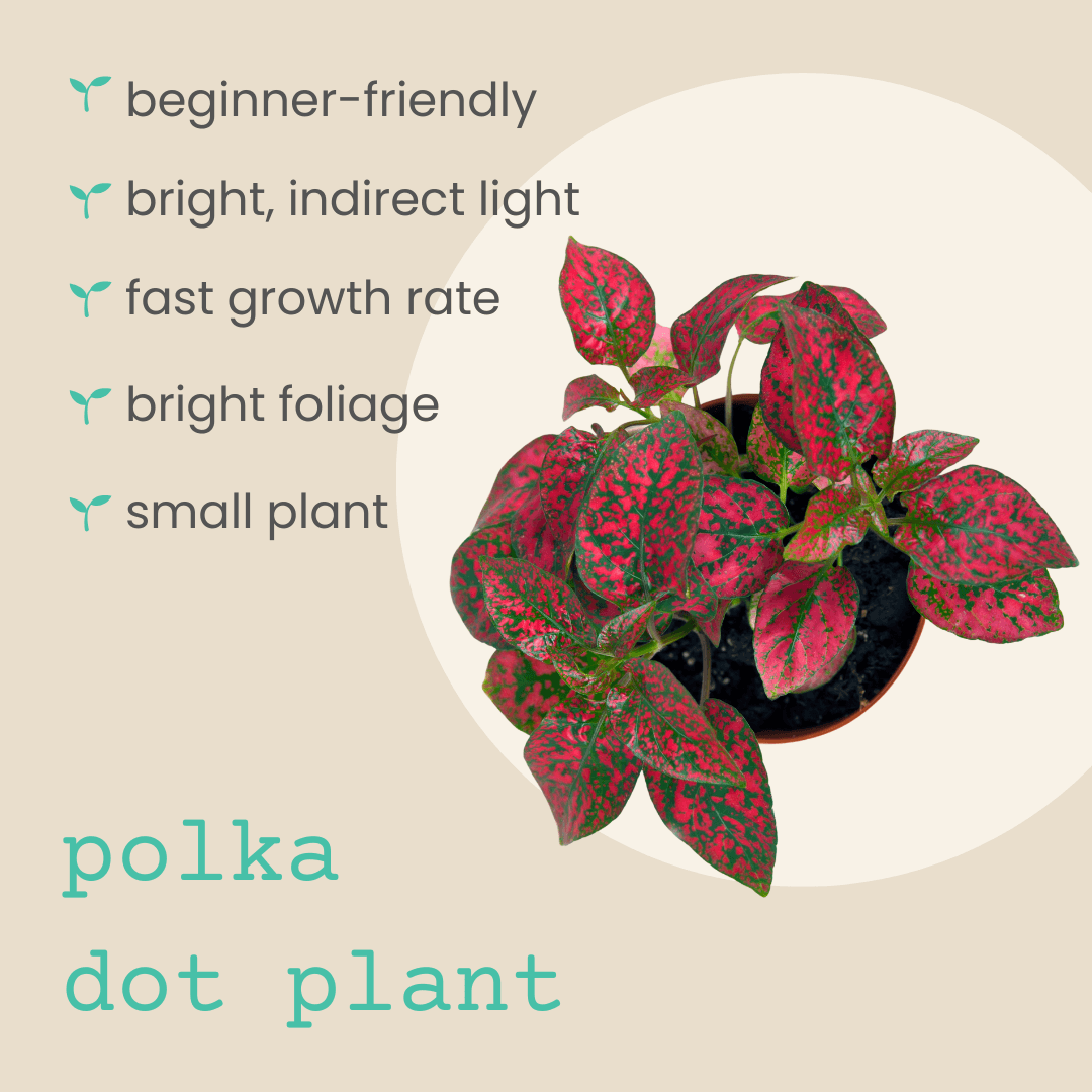 Hypoestes 'Polka Dot Plant' with pink-speckled leaves in a small pot