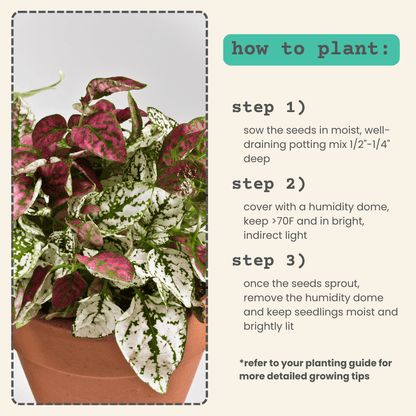 Potted Hypoestes 'Polka Dot Plant' with pink-speckled and white-spotted leaves