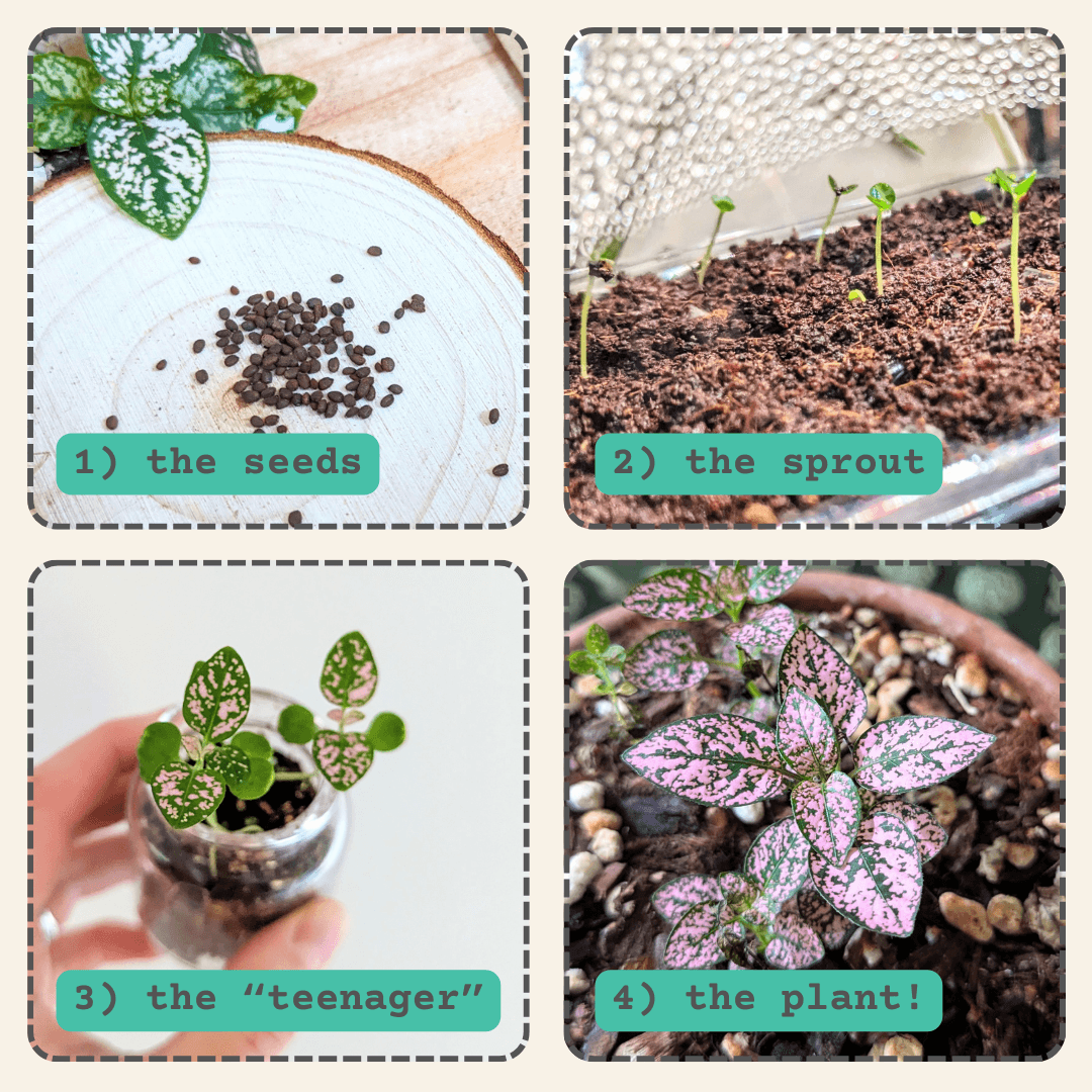 Hypoestes seed-starting stages: seeds, sprouts, young plants, and seedlings