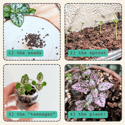 Hypoestes seed-starting stages: seeds, sprouts, young plants, and seedlings